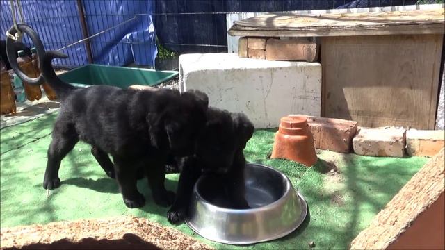 Собачий детсад (щенки Призрака и Леди Сью, один месяц и две недели) смотреть онлайн