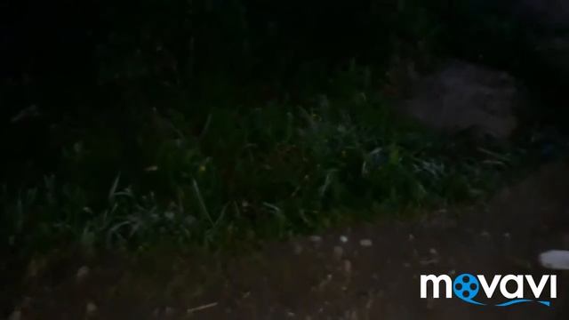 САДОВЫЕ ЦВЕТЫ./ВЕЧЕРНИЙ ОБЗОР ЦВЕТОВ В САДУ! ??? смотреть онлайн
