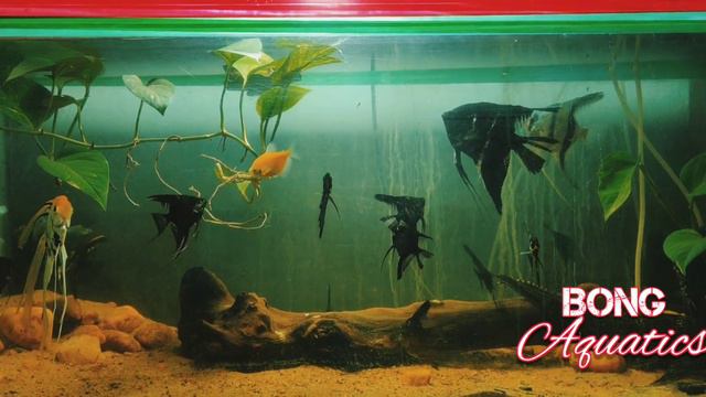 Angel Fish Tank | BONG AQUATICS смотреть онлайн