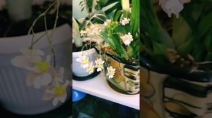 Цветение орхидеи Онцидиум Твинкл! Расслабляющее видео для души!