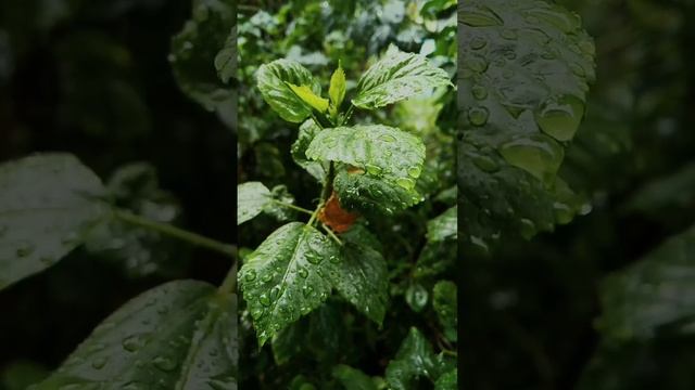 мелодия для крепкого сна и здоровья... смотреть онлайн