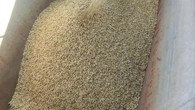 Віялка для людей Віємо ячмінь смотреть онлайн