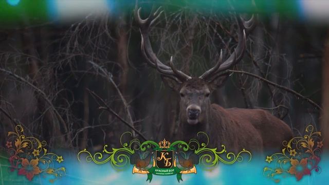 Благородный олень. Осенние корма. Red deer. Autumn feeding. смотреть онлайн