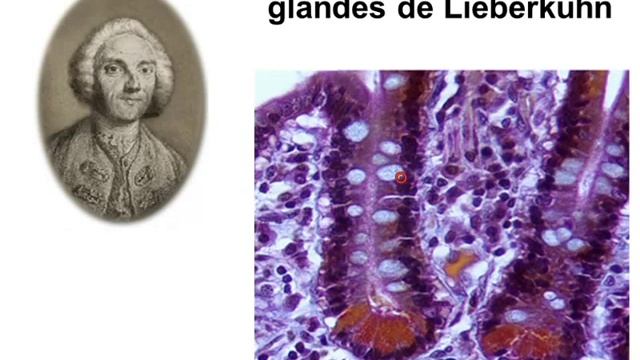 histologie digestive partie 3 смотреть онлайн