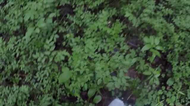 Что можно есть в лесу!!! смотреть онлайн