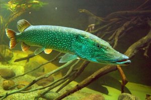 Ловля щуки на живца.