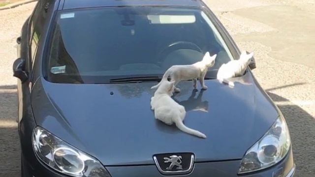 Коты отдыхают на капоте машины..