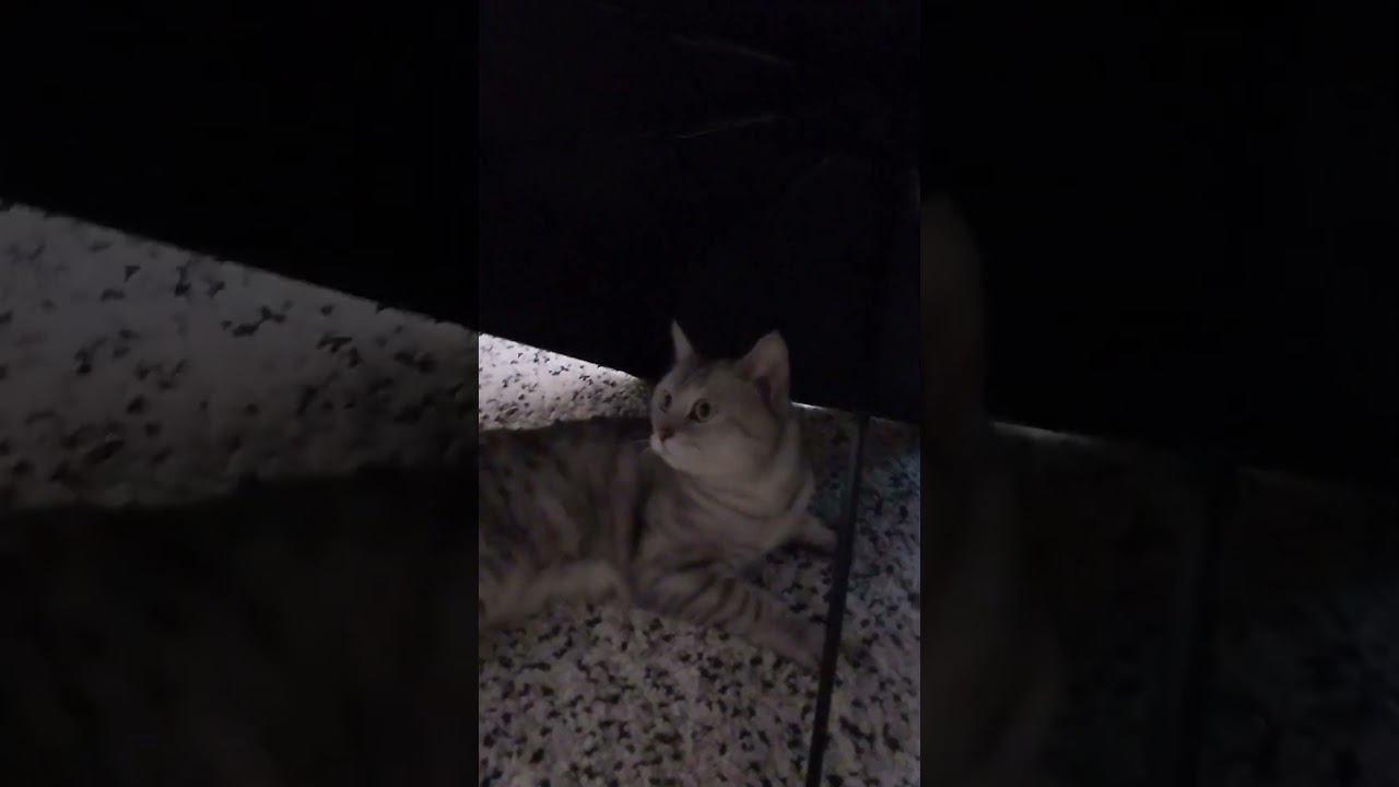мой котик (: смотреть онлайн