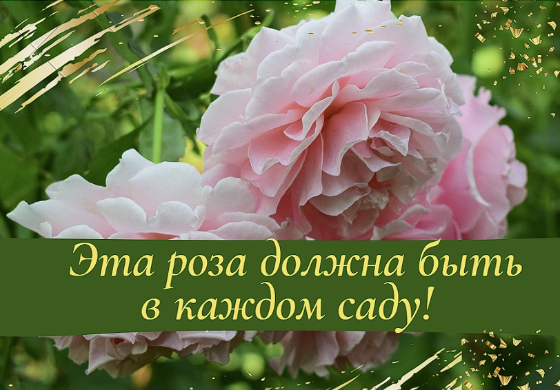 Эта роза должна быть в каждом саду!