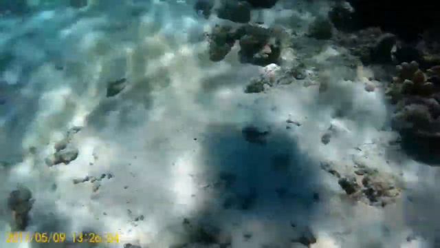 Reef Garden, Coron 2017 смотреть онлайн
