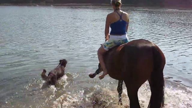 Лошадь купается смотреть онлайн