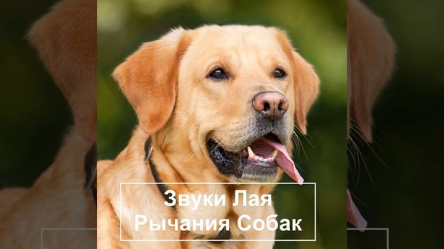 Громкий лай собаки звук смотреть онлайн