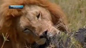 Охота Львов на Буйволов. Такого вы еще не видели