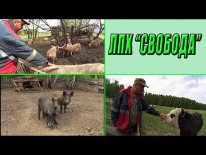 Грозные быки Необычная ферма Обычного человека