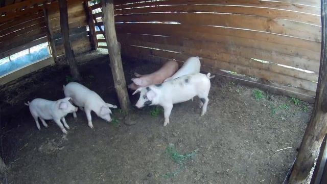 УЛИЧНОЕ СОДЕРЖАНИЕ ПОРОСЯТ. ЭЛЕКТРОИЗГОРОДЬ ДЛЯ СВИНЕЙ! ПЕРЕСЕЛЯЕМ ИЗ САРАЯ НА УЛИЦУ ПОД НАВЕС смотреть онлайн