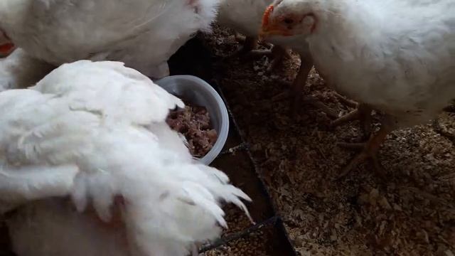 Кормление бройлеров рыбой смотреть онлайн