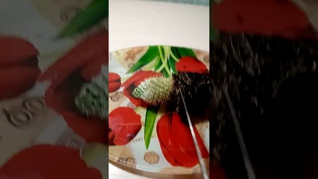 Что внутри кактуса смотреть онлайн