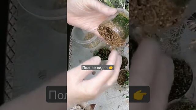 ДИХОНДРА смотреть онлайн