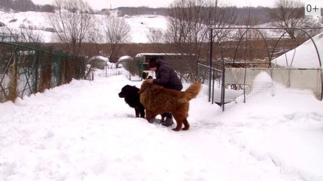 Питомник Тибетских мастифов смотреть онлайн