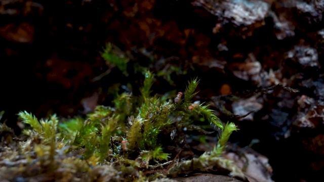 The 5 BEST Reptiles For Apartments, Dorms and Small or Shared Living Spaces | Part I смотреть онлайн