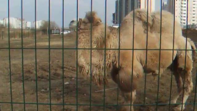 #Верблюд Гоша КАКАЕТ!!! на окраине Москвы смотреть онлайн