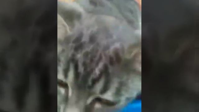 Серый пасхальный котик Фишер смотреть онлайн