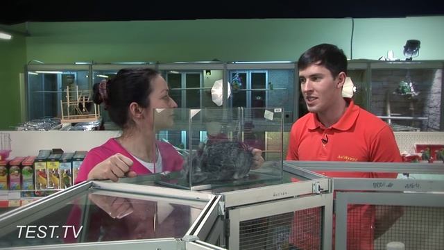 TEST.TV: Шиншилла - не только ценный нежный мех! смотреть онлайн