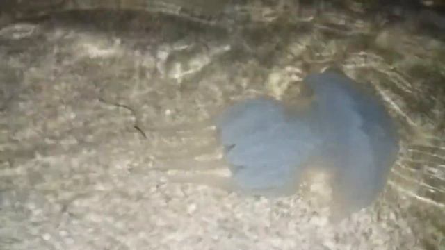 Ядовитые Огромные Медузы в Счастливцево (Геническ) Арабатская стрелка смотреть онлайн