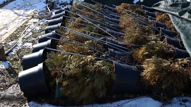 как укрываются на зиму растения в контейнере смотреть онлайн