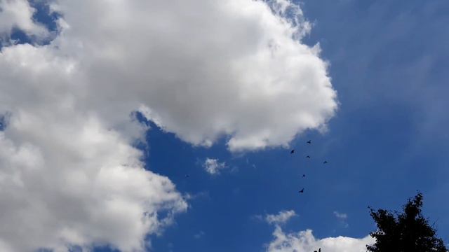 Голуби Асха Талдыкорган. Набор игры у молодых голубят, месяц гона. смотреть онлайн