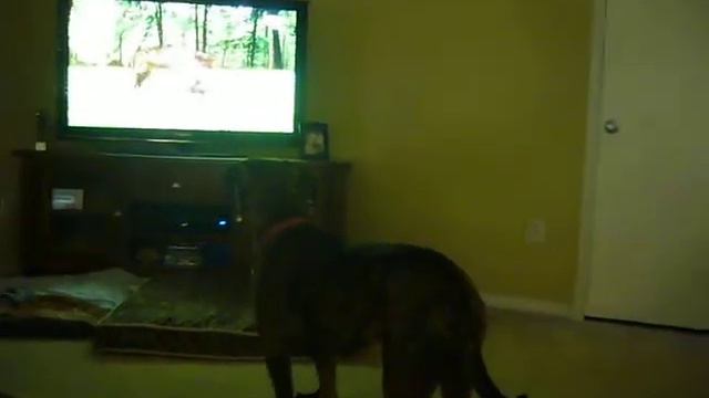 Dog watching puppies on TV / Animal Planet смотреть онлайн