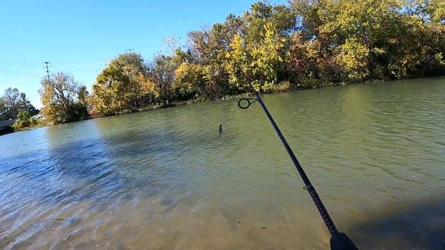 Fishing for Bass with Gulp Minnows and Found THESE?! смотреть онлайн