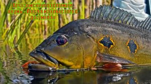 Амазонский павлиний окунь - Ловля нахлыстом в джунглях