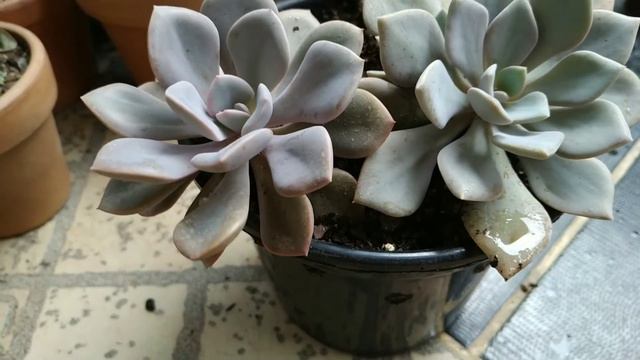 Graptoveria Debbie смотреть онлайн