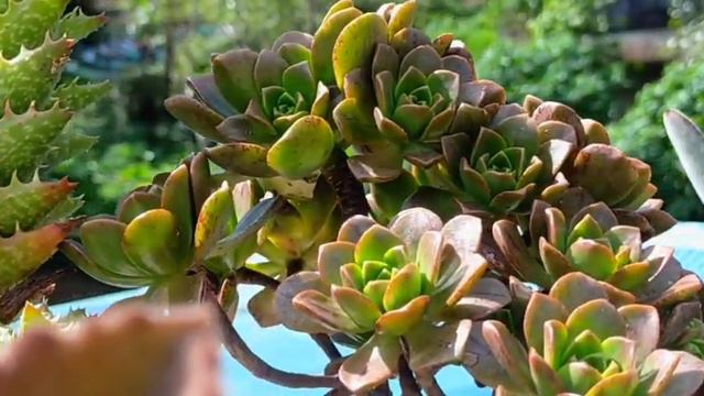 42/100 Aeonium Decorum Cooperi Vs Aeonium Bronze Medal Vs Aeonium Kiwi Succulent Guide & Comparison