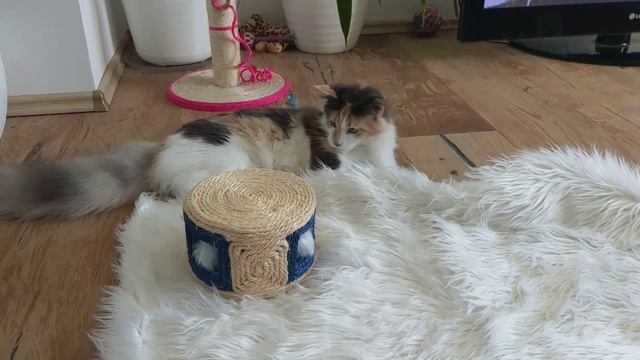 Обзор игрушек для кошки смотреть онлайн