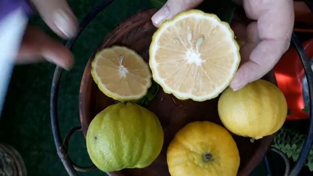 Лимон меллароза (C. Limon Mellarosa)