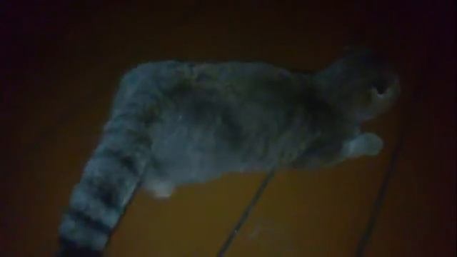 Вислоухая кошка гуляет. или просится к коту. смотреть онлайн