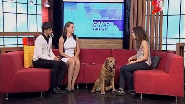 Доби, потому что добрый: буги-вуги от собаки смотреть онлайн