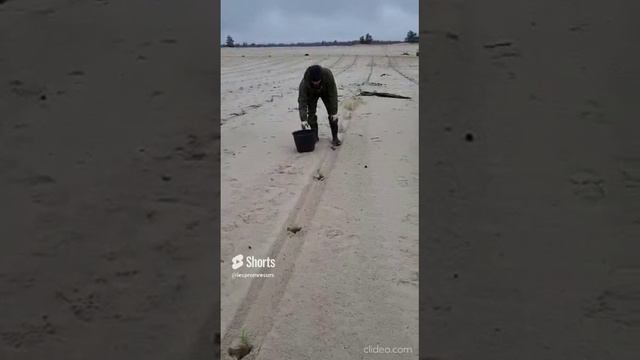 Посадка сосны лесопосадочной трубой для ЗКС Леспромресурс (г. Киров). Посадка в песчаную почву. смотреть онлайн