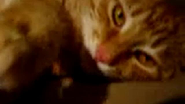 Кот урчит и скрипит смотреть онлайн