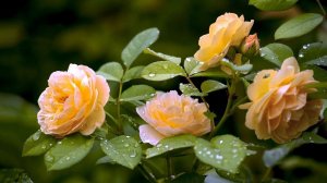 Милым женщинам!