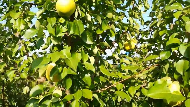 Сорт груши Чижовского смотреть онлайн