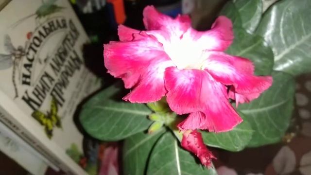 Сеянец Адениум . Цветение Адениума смотреть онлайн