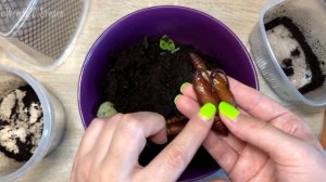 Как я окуклила синих гусениц Табачного Бражника? Разведение бабочек...