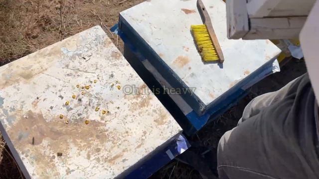 Harvesting Saffron honey, #honey #fapour смотреть онлайн