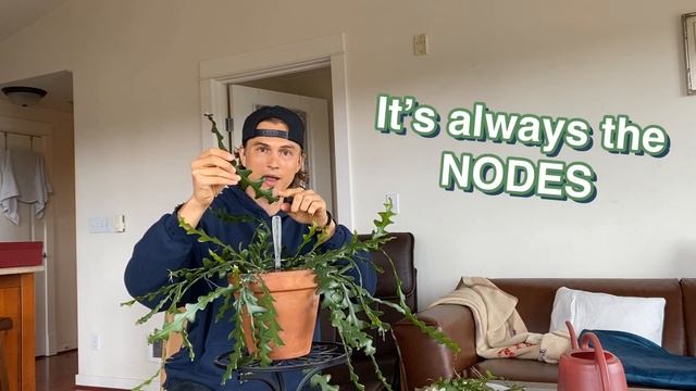 Fishbone Orchid Cactus (Cryptocereus anthonyanus & Epiphyllum spp) Propagation and Growing Advice смотреть онлайн