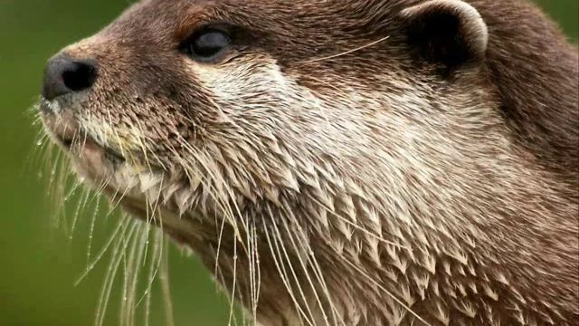 АЛЕКСАНДР КАРАВАЙЧУК - Песня про Выдру смотреть онлайн