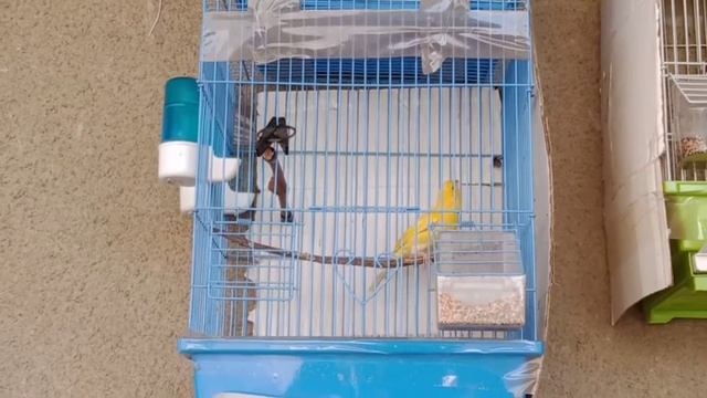 Кенар после линьки.Птицы Канарейки. смотреть онлайн