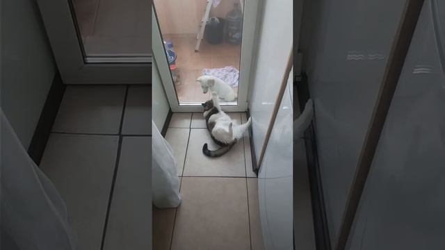 Кот открывает дверь щенку смотреть онлайн